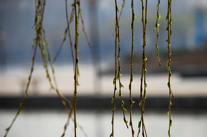 DSC_0839a.jpg