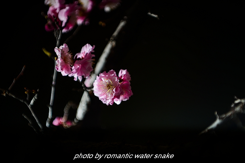 DSC_2180.jpg