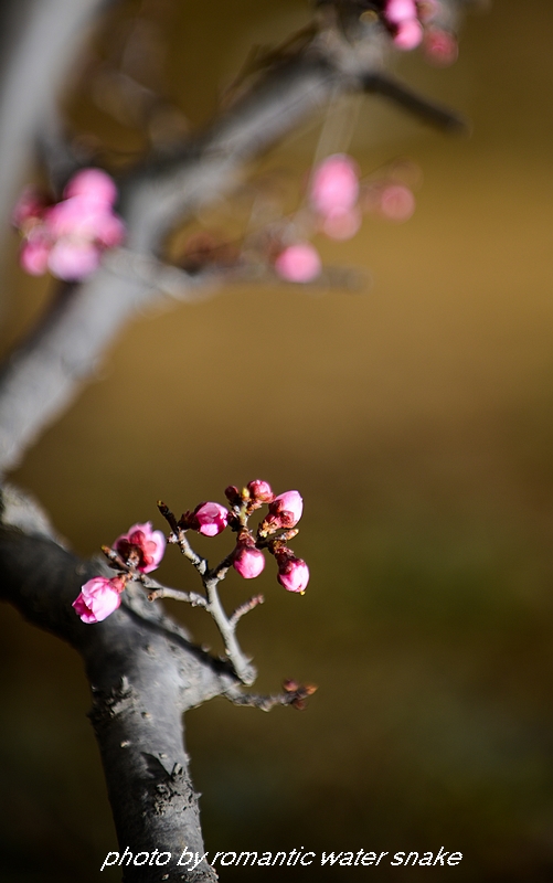 DSC_2274.jpg