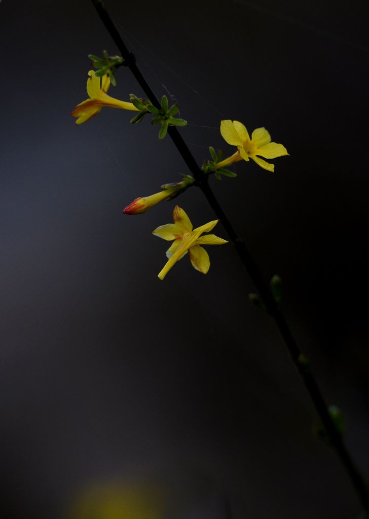 DSC_9387-1.jpg