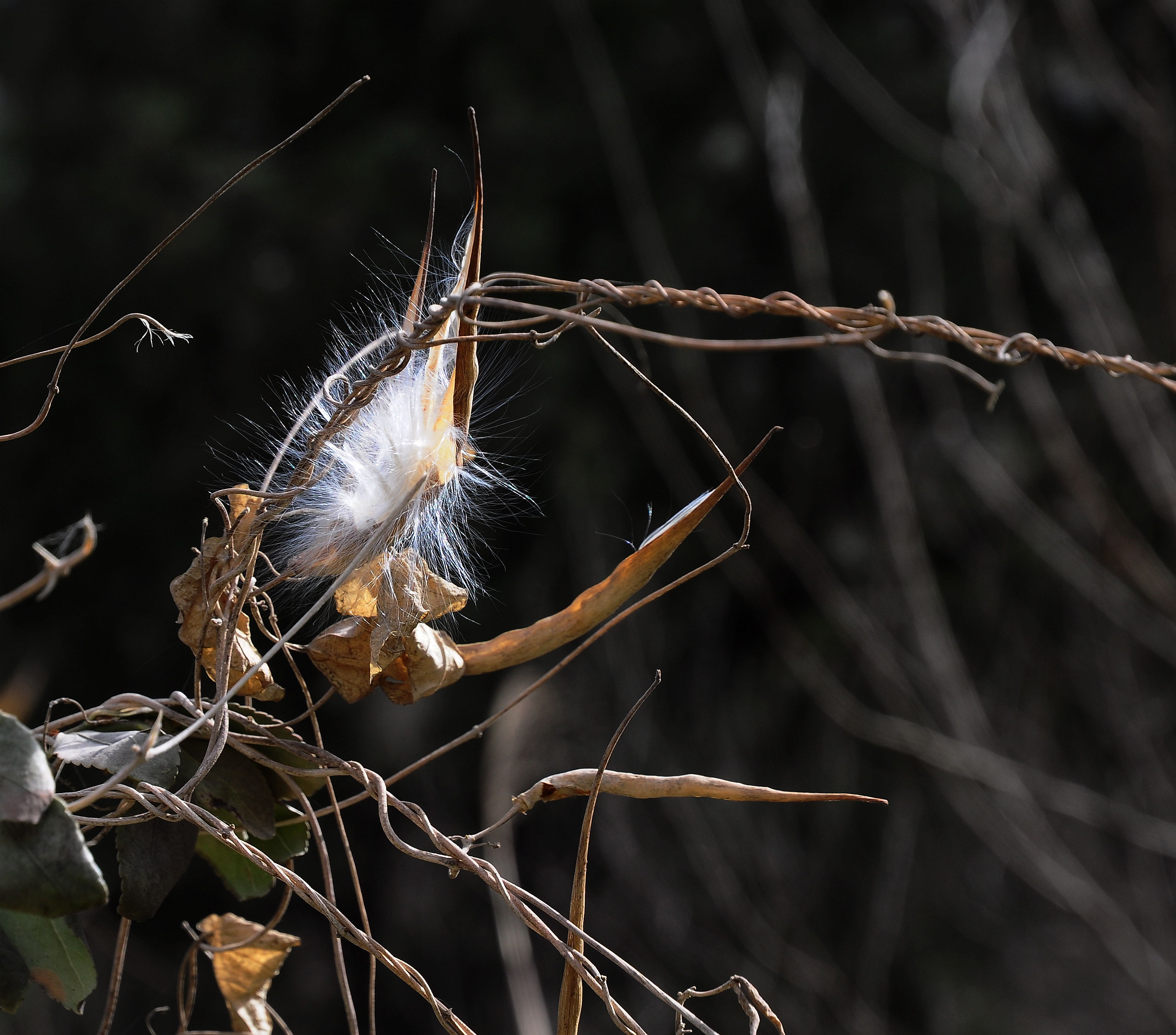 DSC_0748_55555555555555.jpg