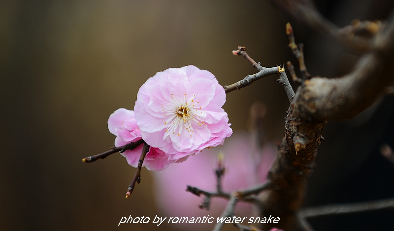 DSC_2171.jpg