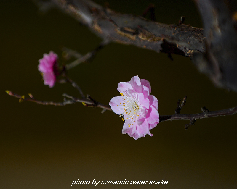 DSC_2198.jpg