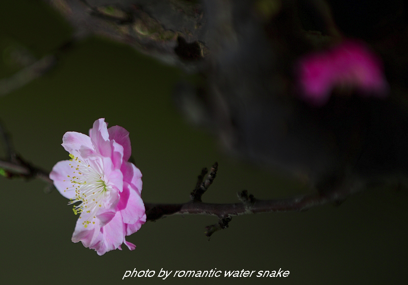 DSC_2199.jpg