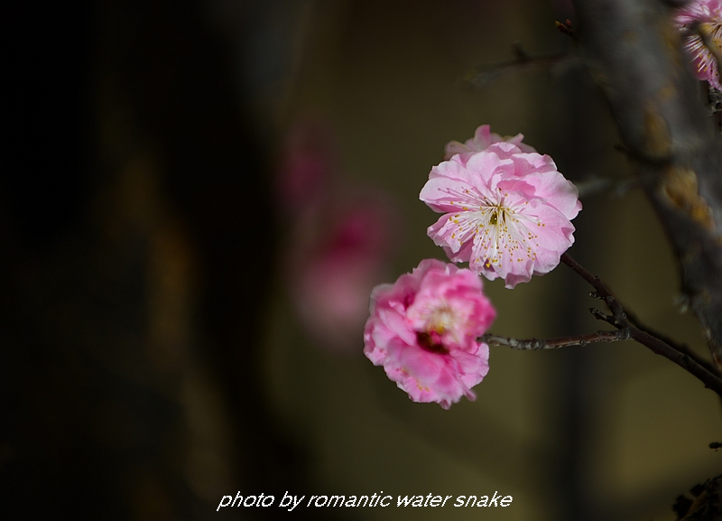 DSC_2201.jpg