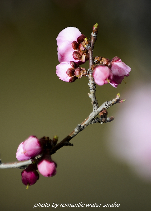 DSC_2258-1.jpg