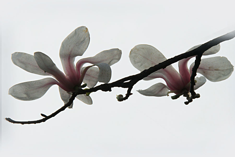 IMG_9050.JPG
