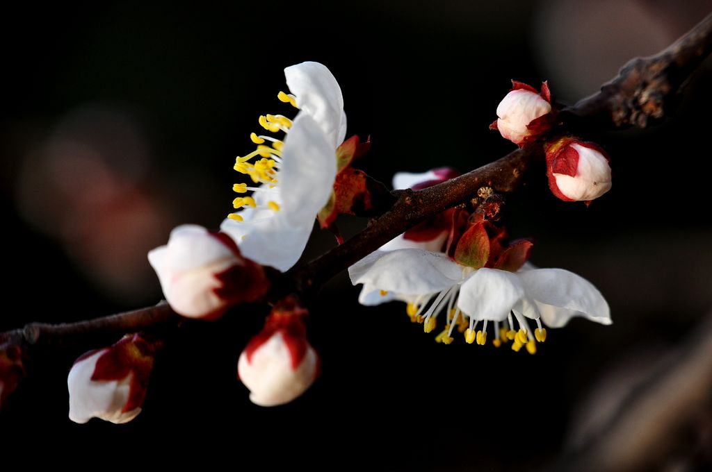 DSC_8706-1.jpg