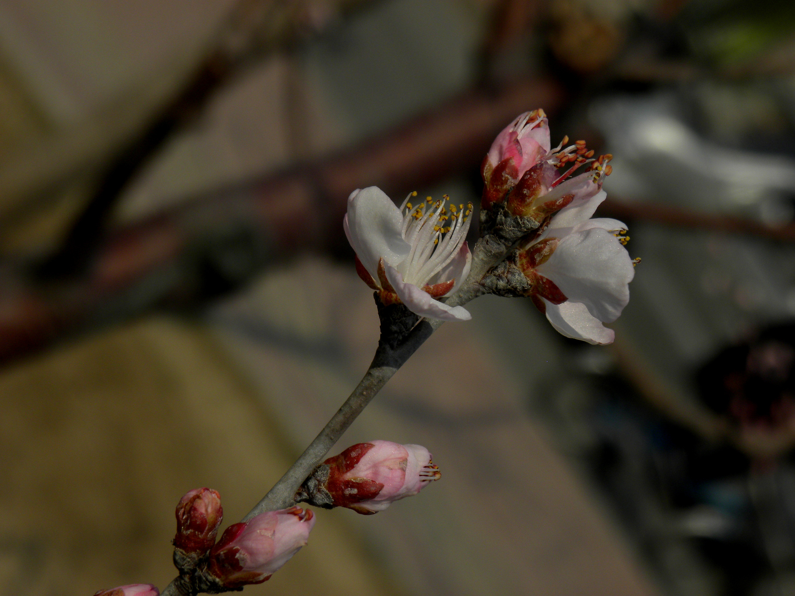 DSCN9937_.jpg