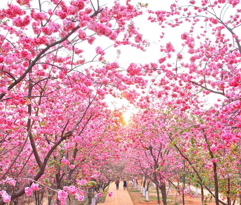 春的脚步.jpg