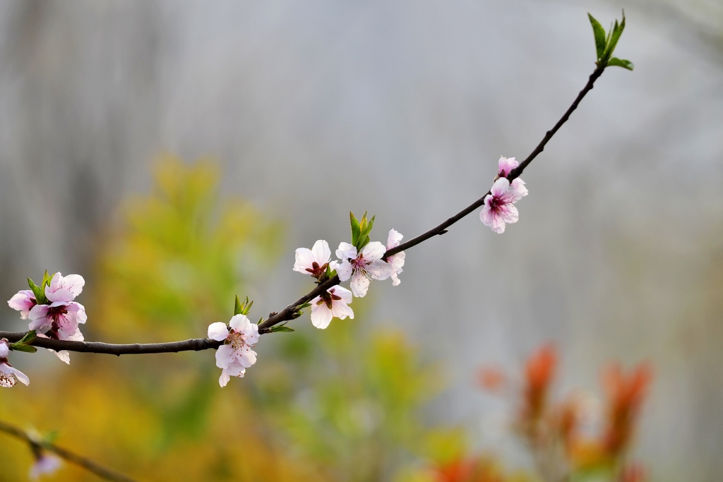 _DSC4503(1024.jpg