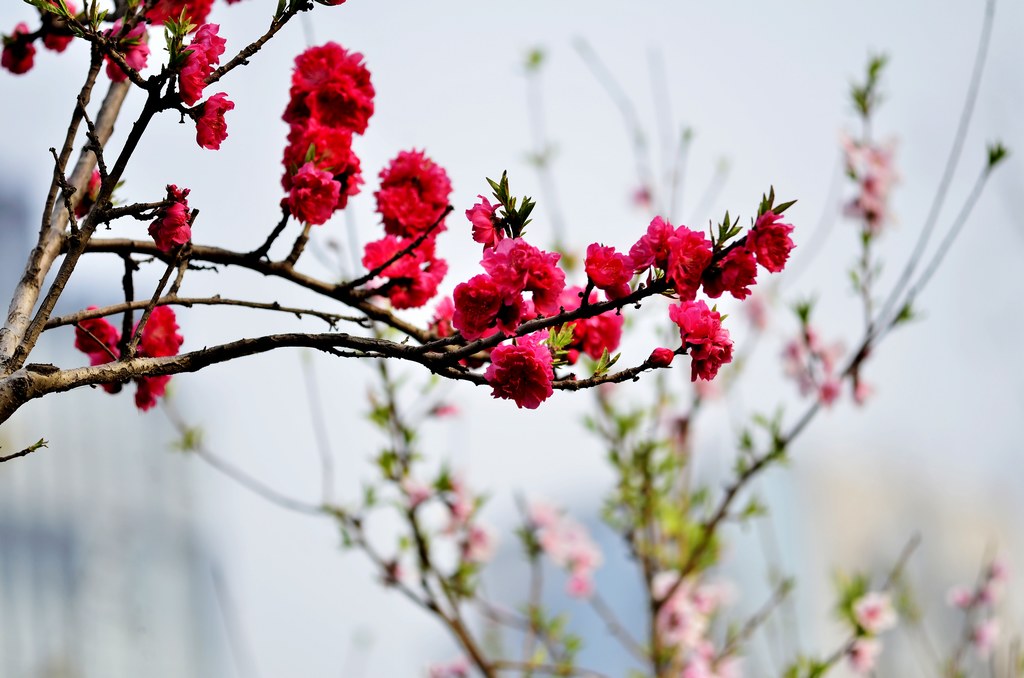 _DSC4509(1024.jpg