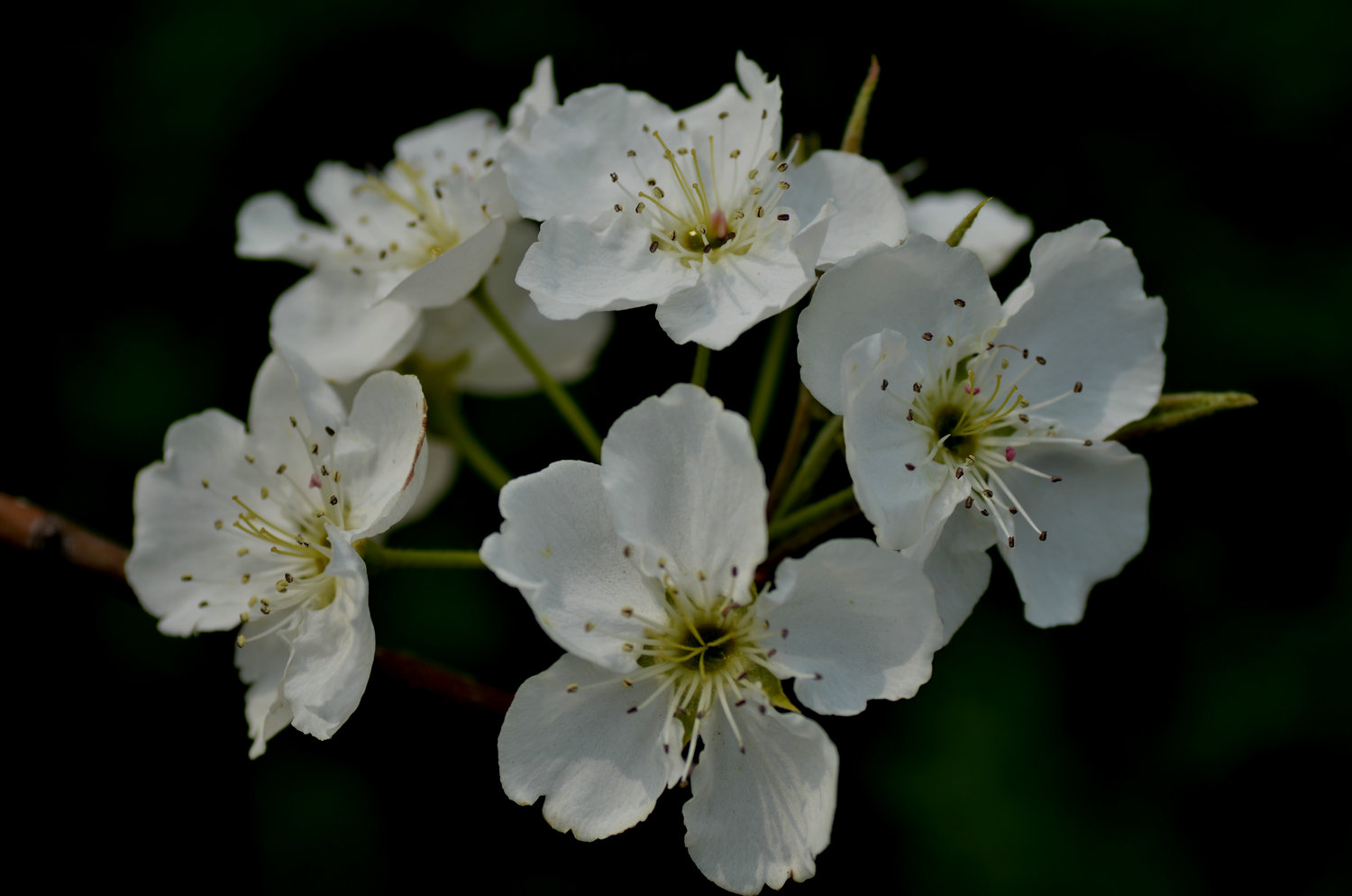 DSC_0083_.JPG