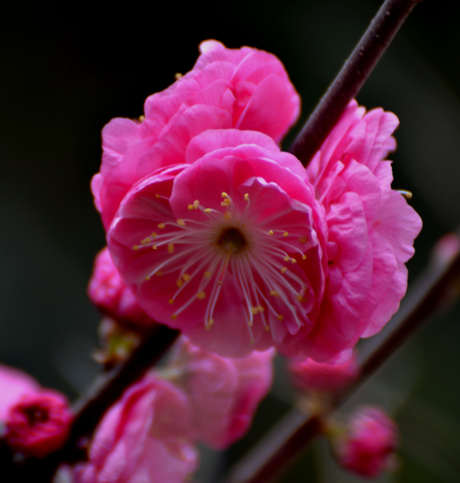 DSC_0229_.JPG