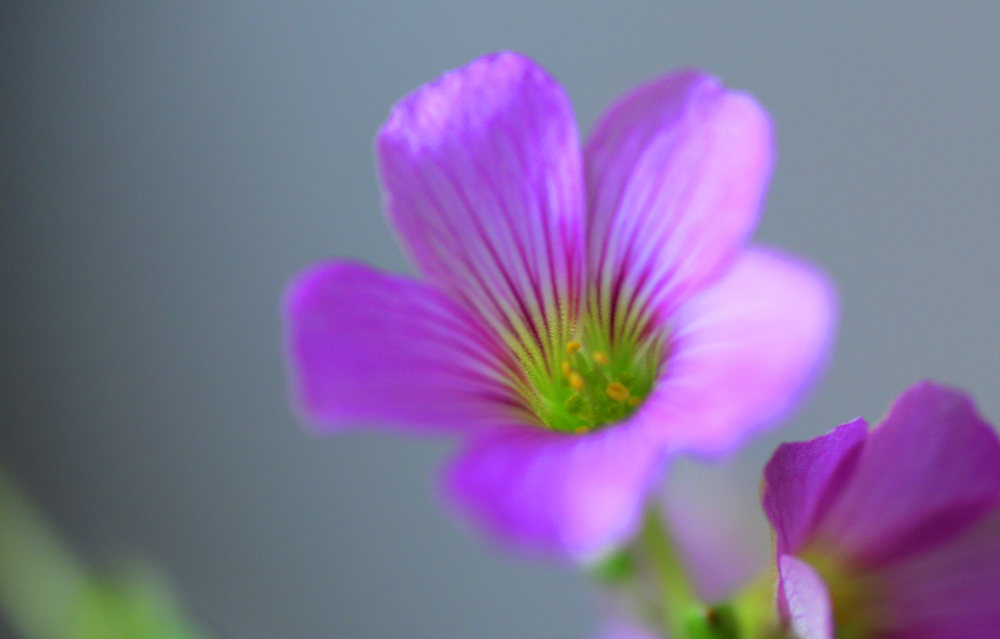 DSC_0265.JPG