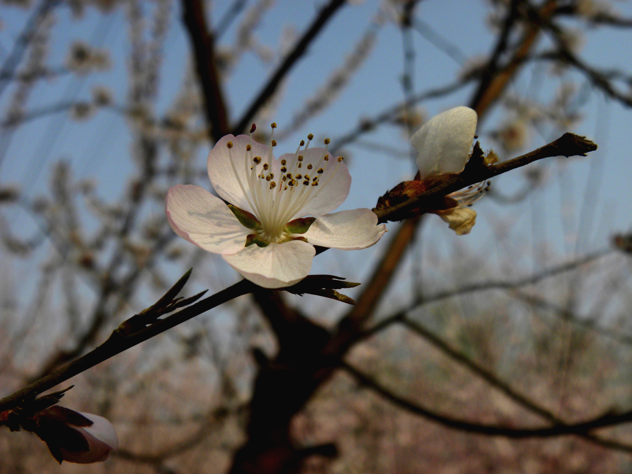 DSCN0052_.jpg