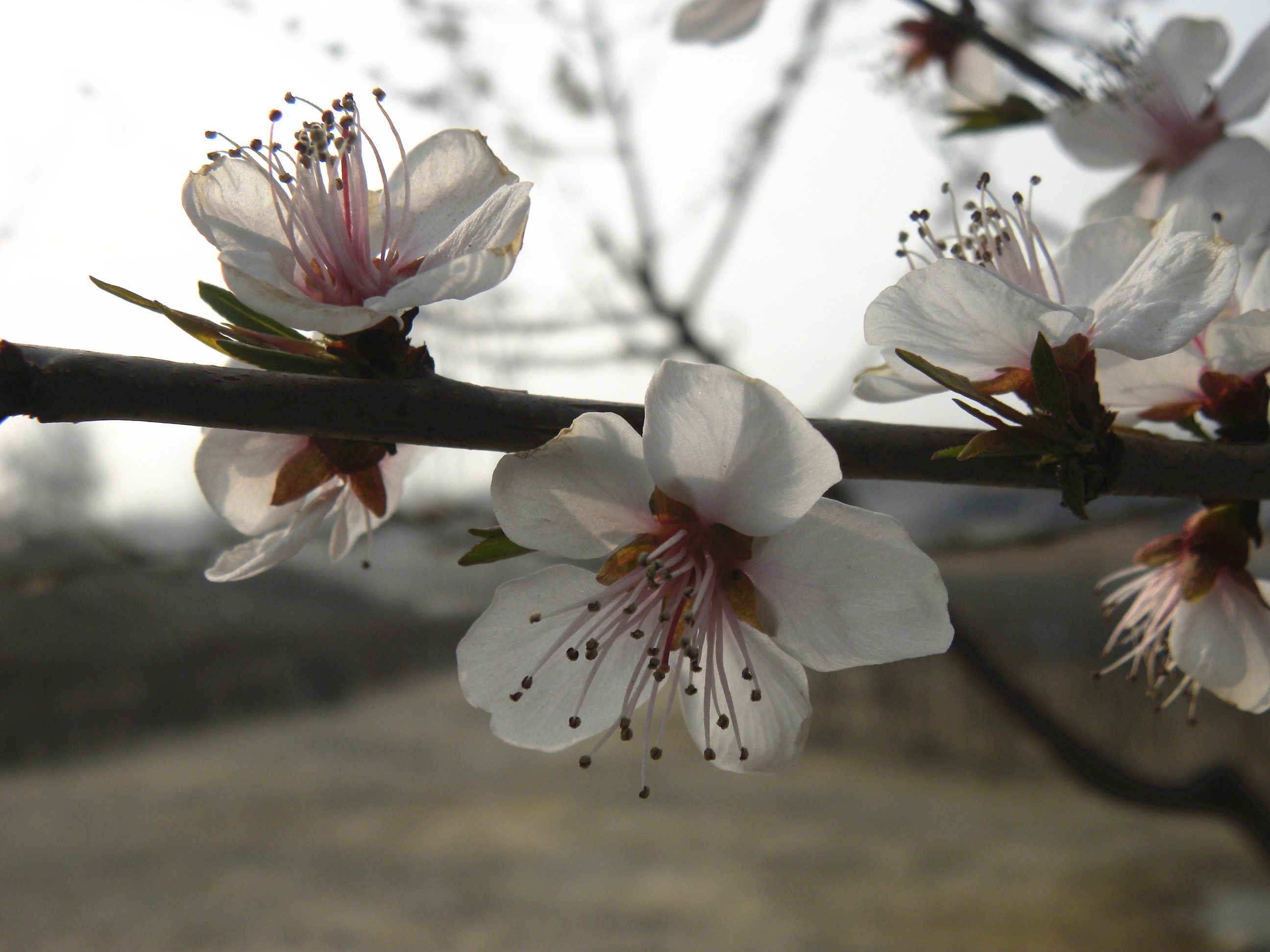 DSCN0054_.jpg