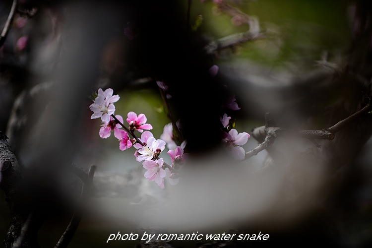DSC_2619.jpg