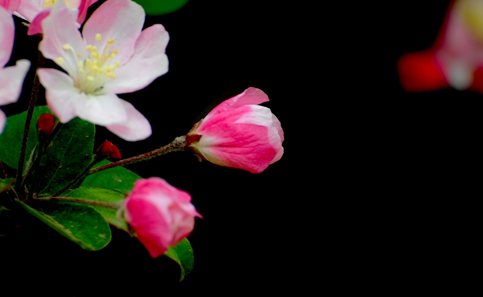 DSC_1161.jpg