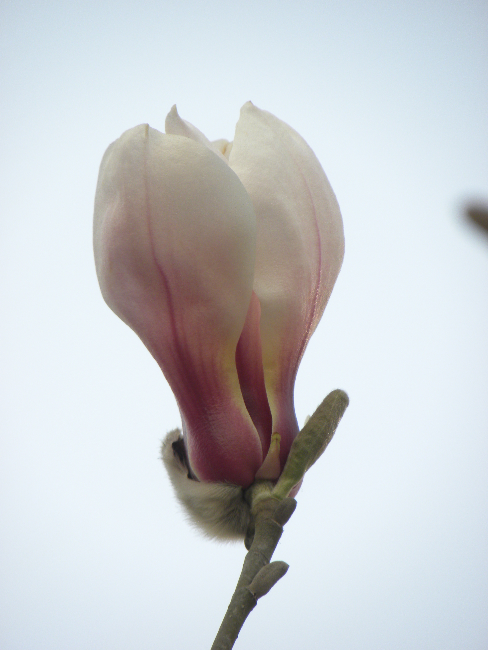 DSCN0093_ת.JPG