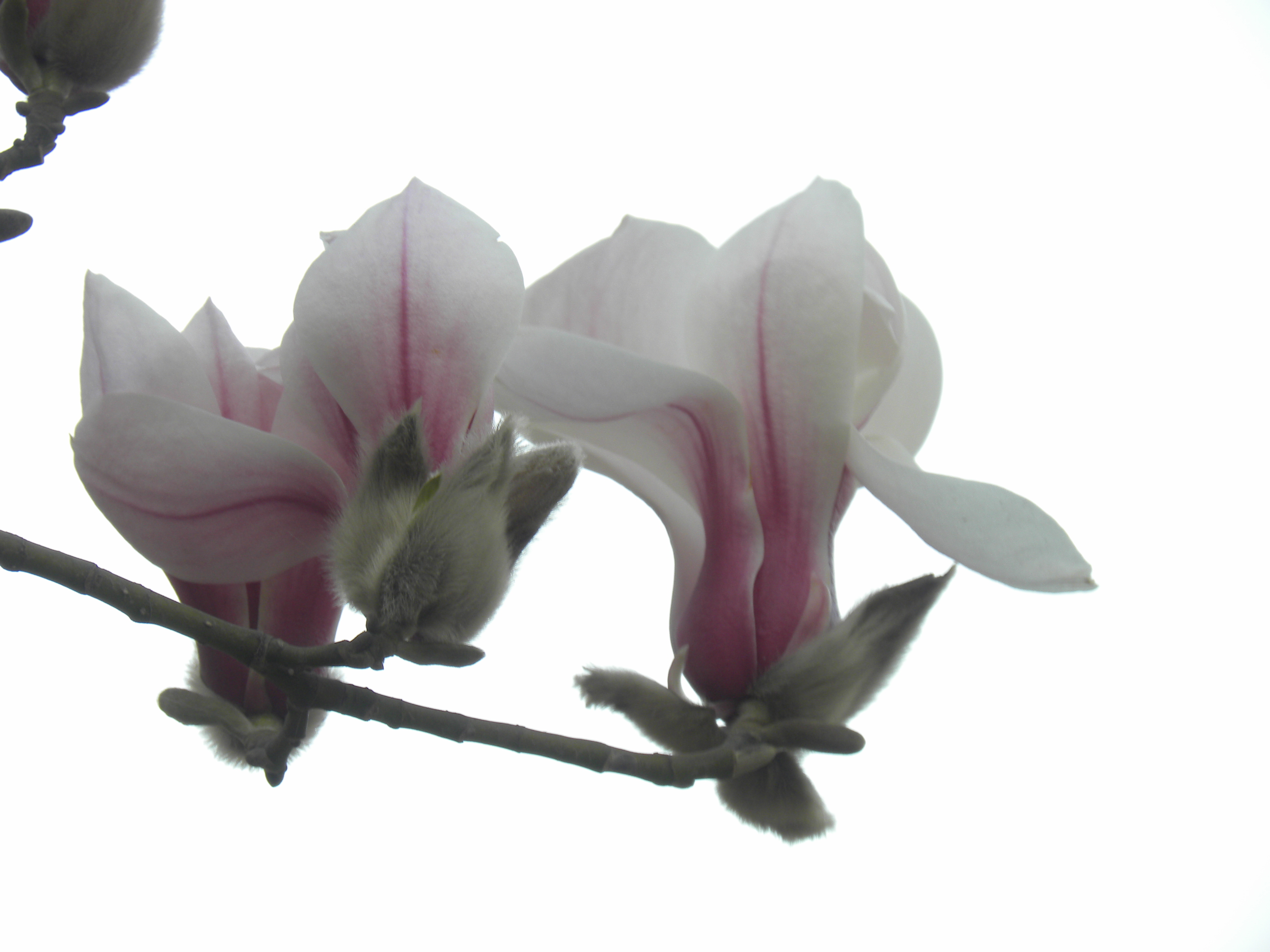 DSCN0088.JPG
