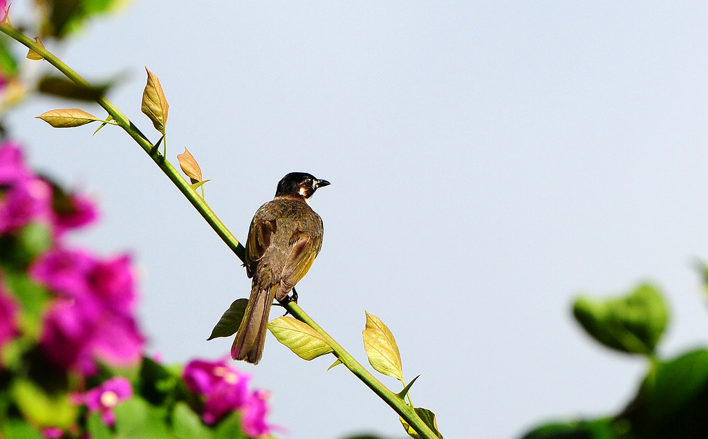 DSC_0915  5.jpg