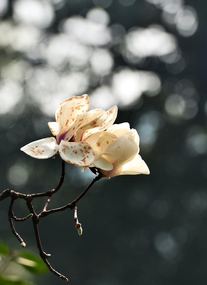 DSC_1135.jpg
