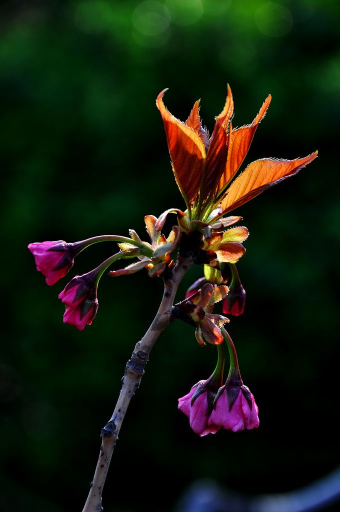 DSC_9718-1.jpg