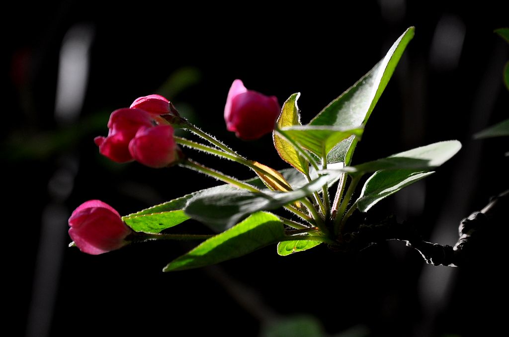DSC_9855-1.jpg