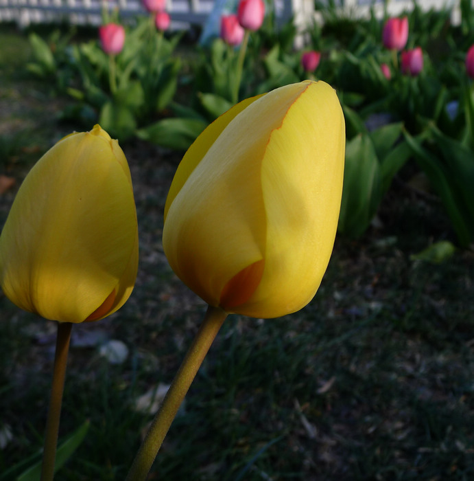 P1080253.jpg