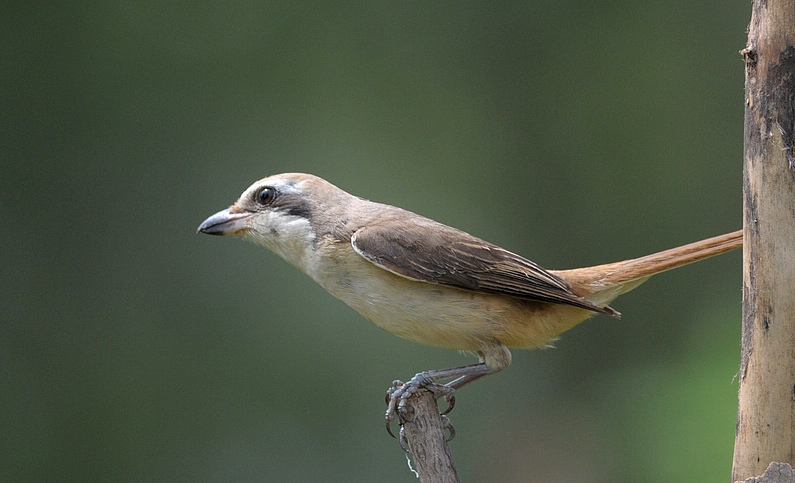 DSC_0727   5.jpg