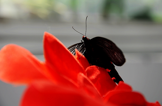 DSC_0055.JPG