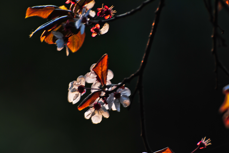 DSC_0118.jpg