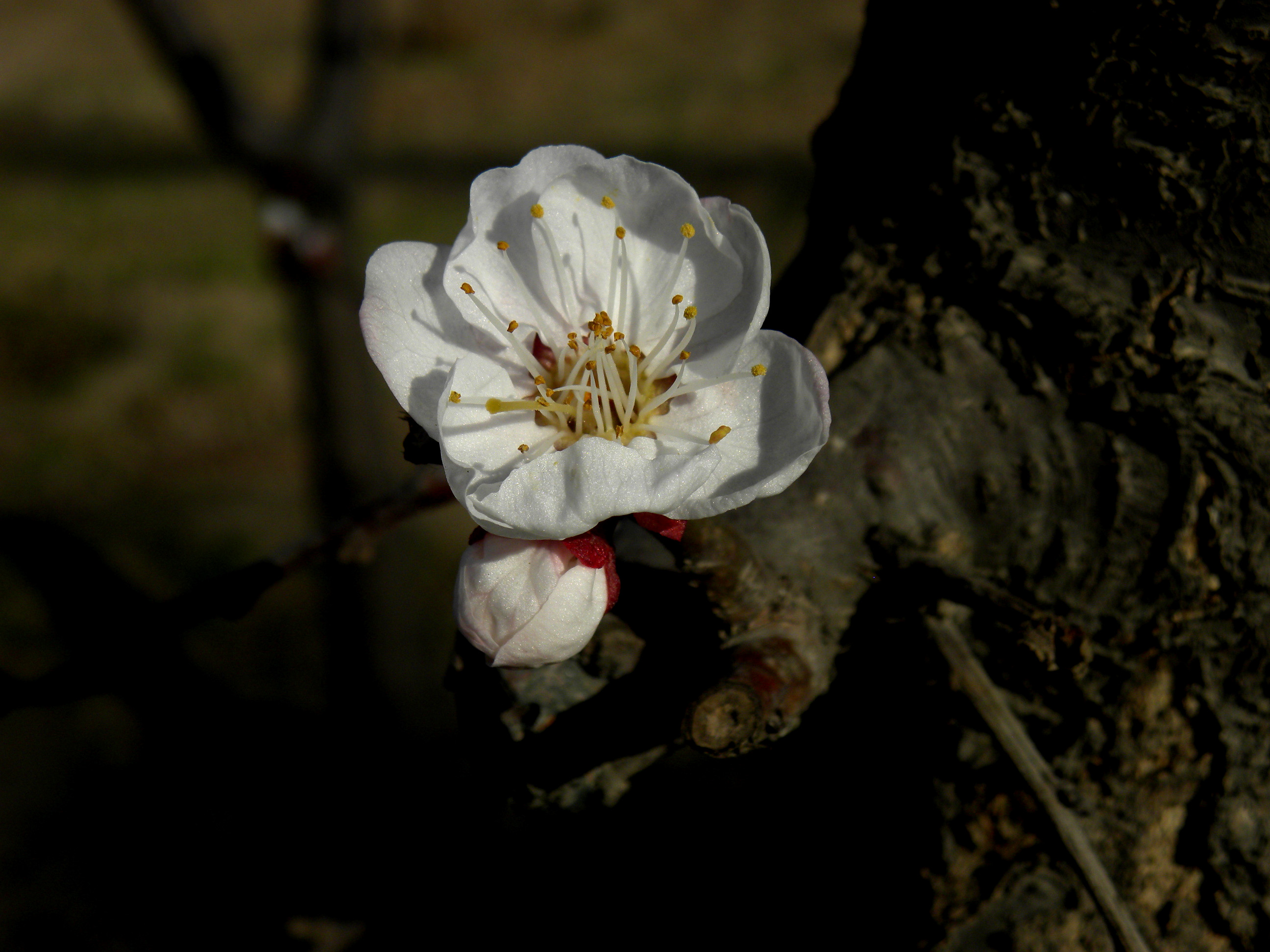 DSCN0463_.jpg