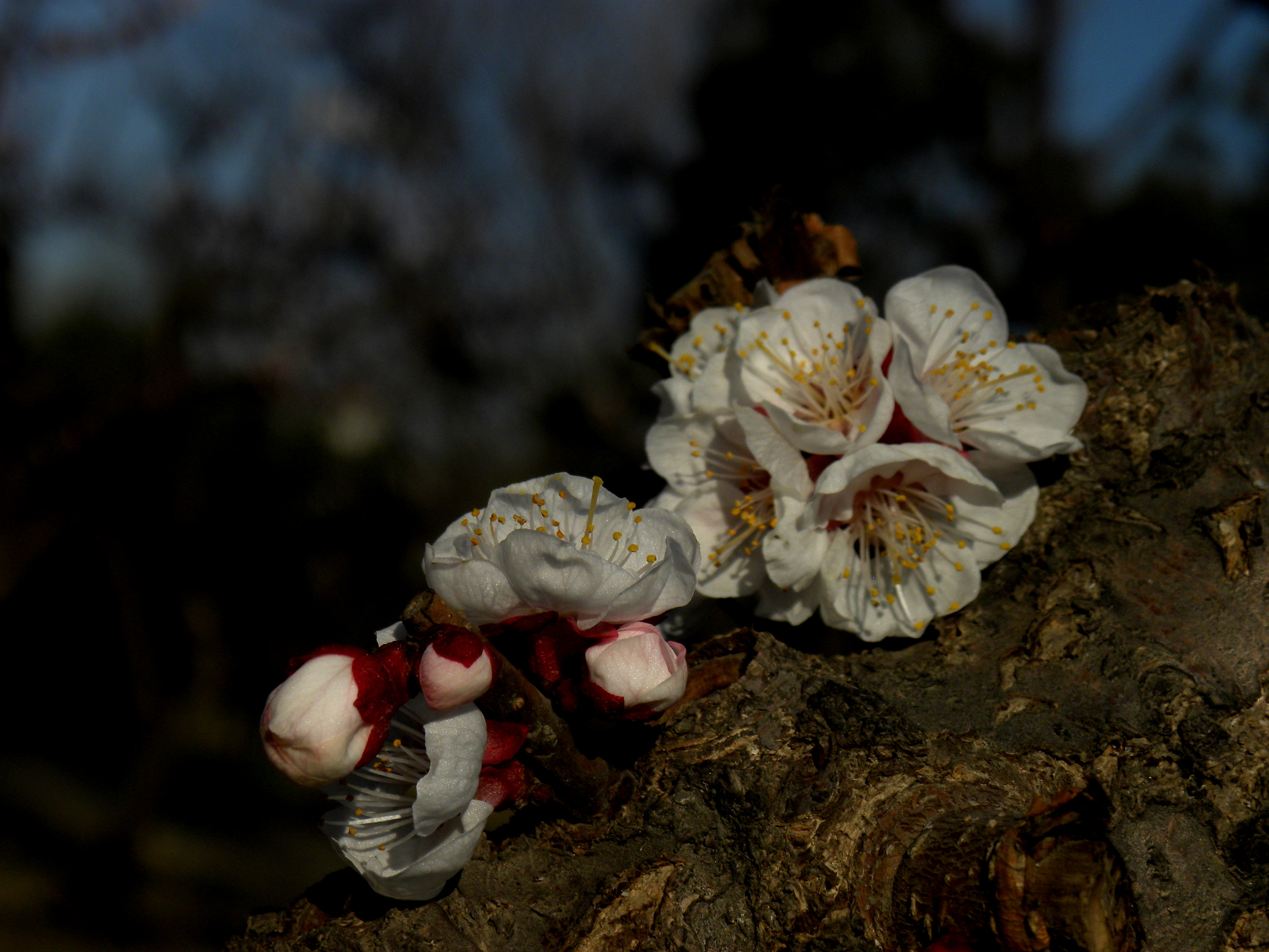 DSCN0465_.jpg