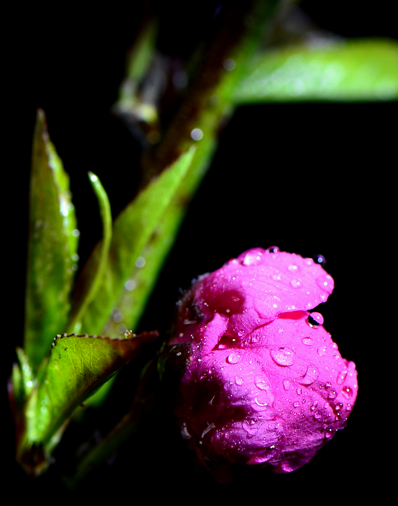 _DSC5055-2.jpg