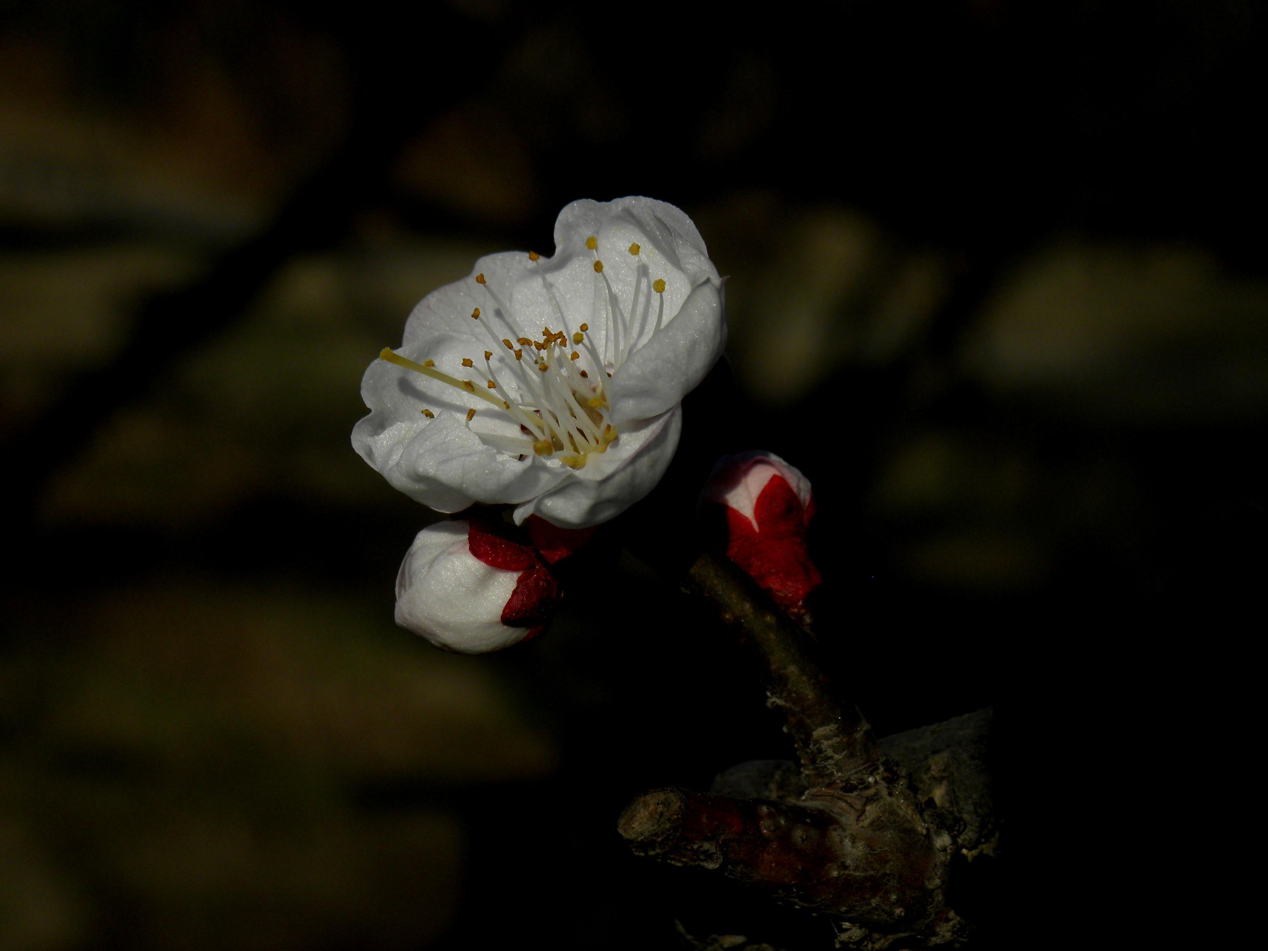 DSCN0466_.jpg