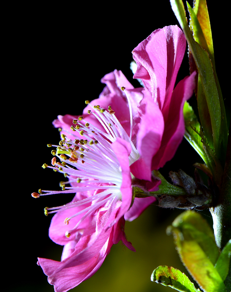 _DSC5250-2.jpg