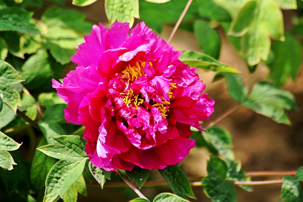 nEO_IMG_DSC01858_conew1.jpg