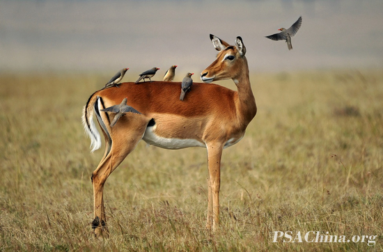 ФPSA HMƷڰС(impala and birds).jpg