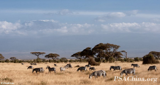 ¦ƷԴϵİ(Zebras on the Grass ).jpg