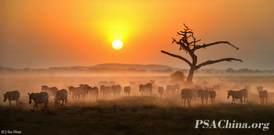 ФƷǨ㡷(Zebra migration).jpg