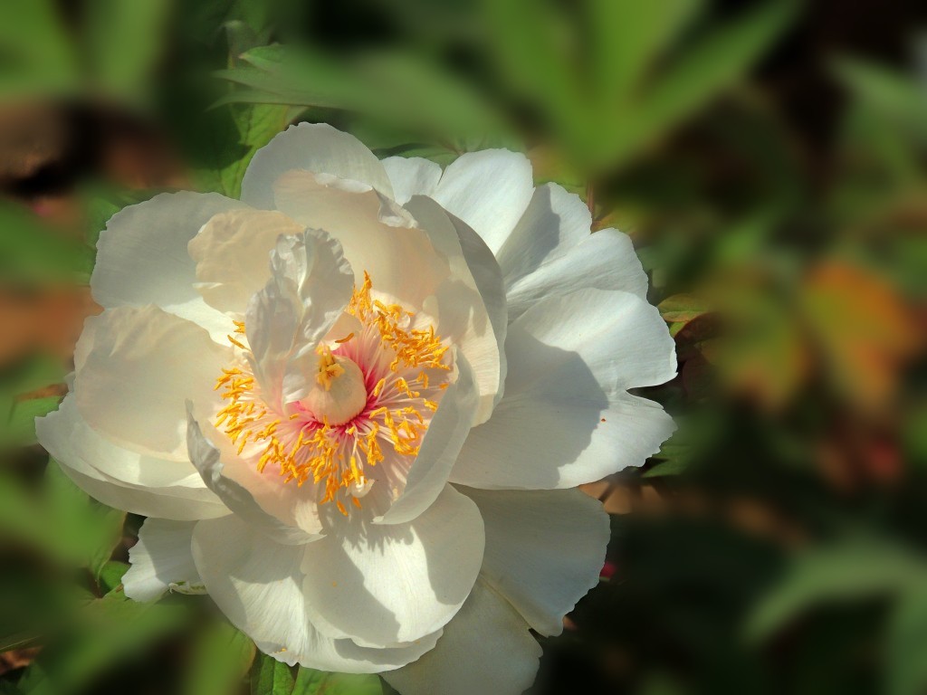 DSCN2019_conew2.jpg