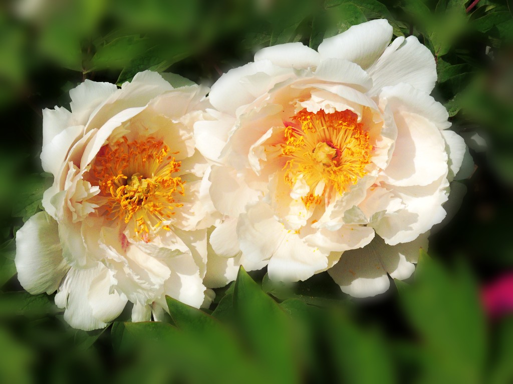 DSCN2085_conew1.jpg