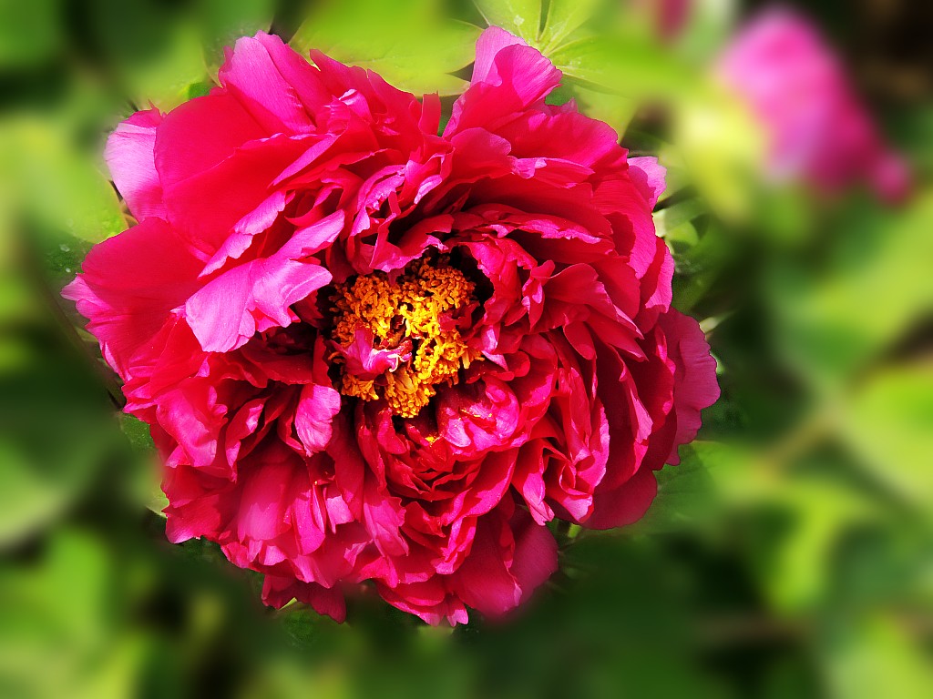 DSCN2091_conew1.jpg