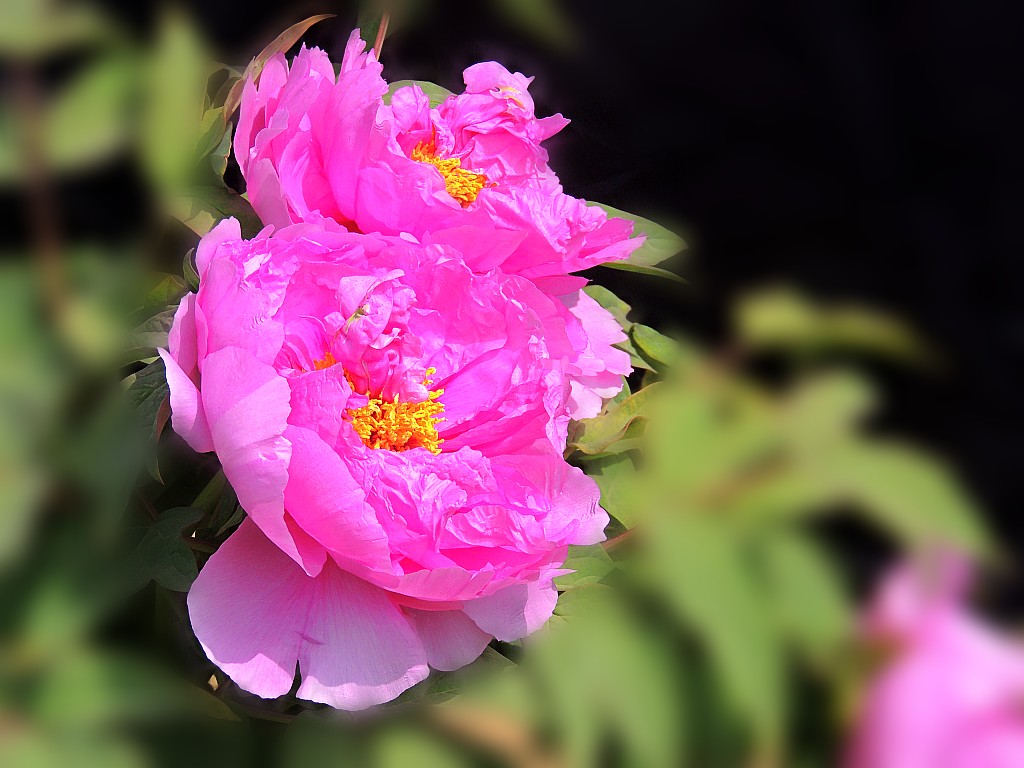 DSCN2120_conew1.jpg