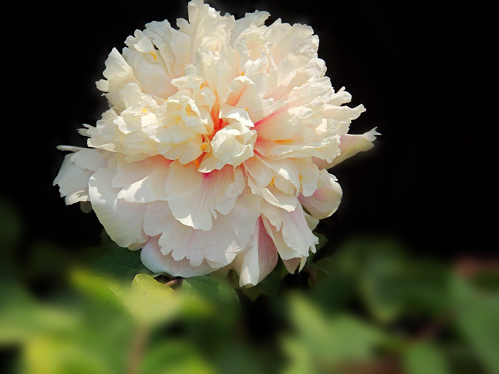 DSCN2121_conew1.jpg