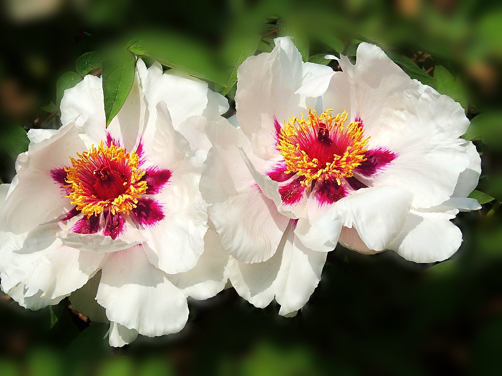 DSCN2149_conew1.jpg