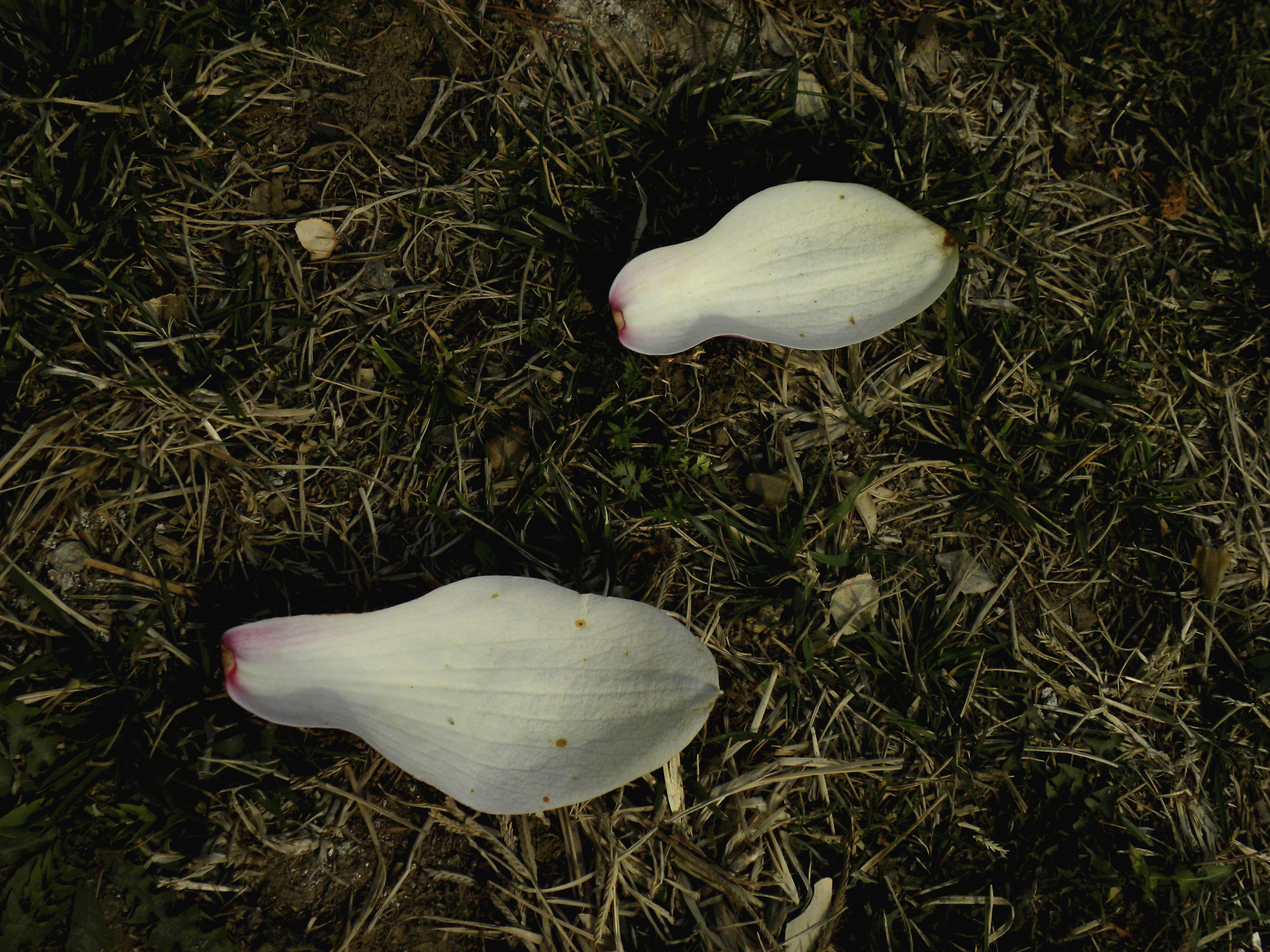 DSCN1225_.jpg