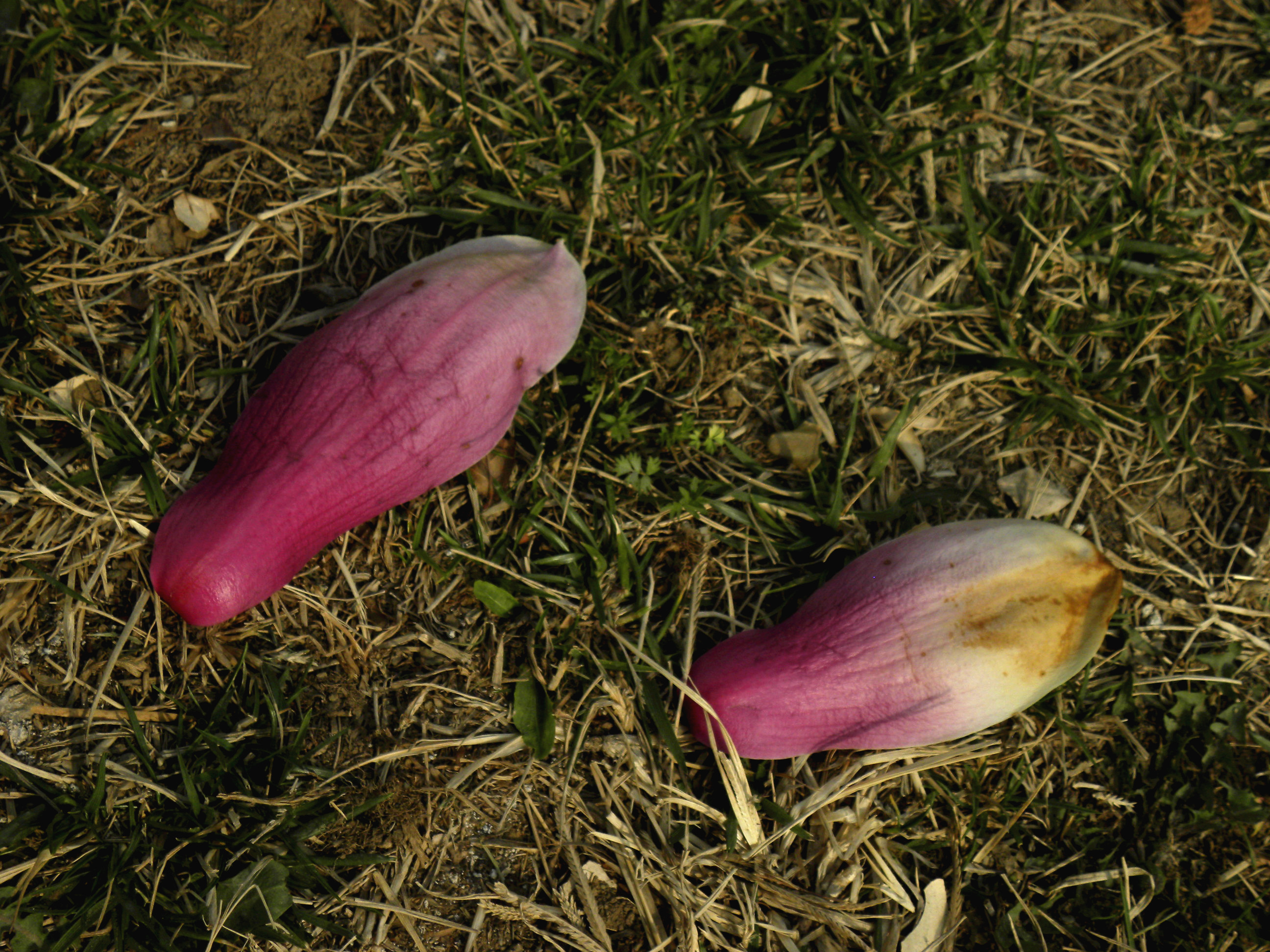 DSCN1226_.jpg